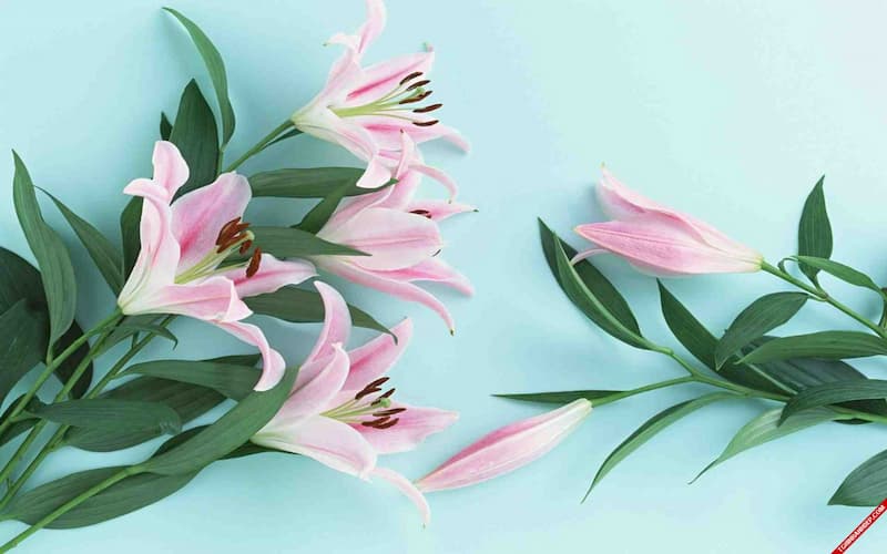 9+ Cách Cắm Ly Cúc Bàn Thờ Phật Đẹp, Trang Nghiêm 